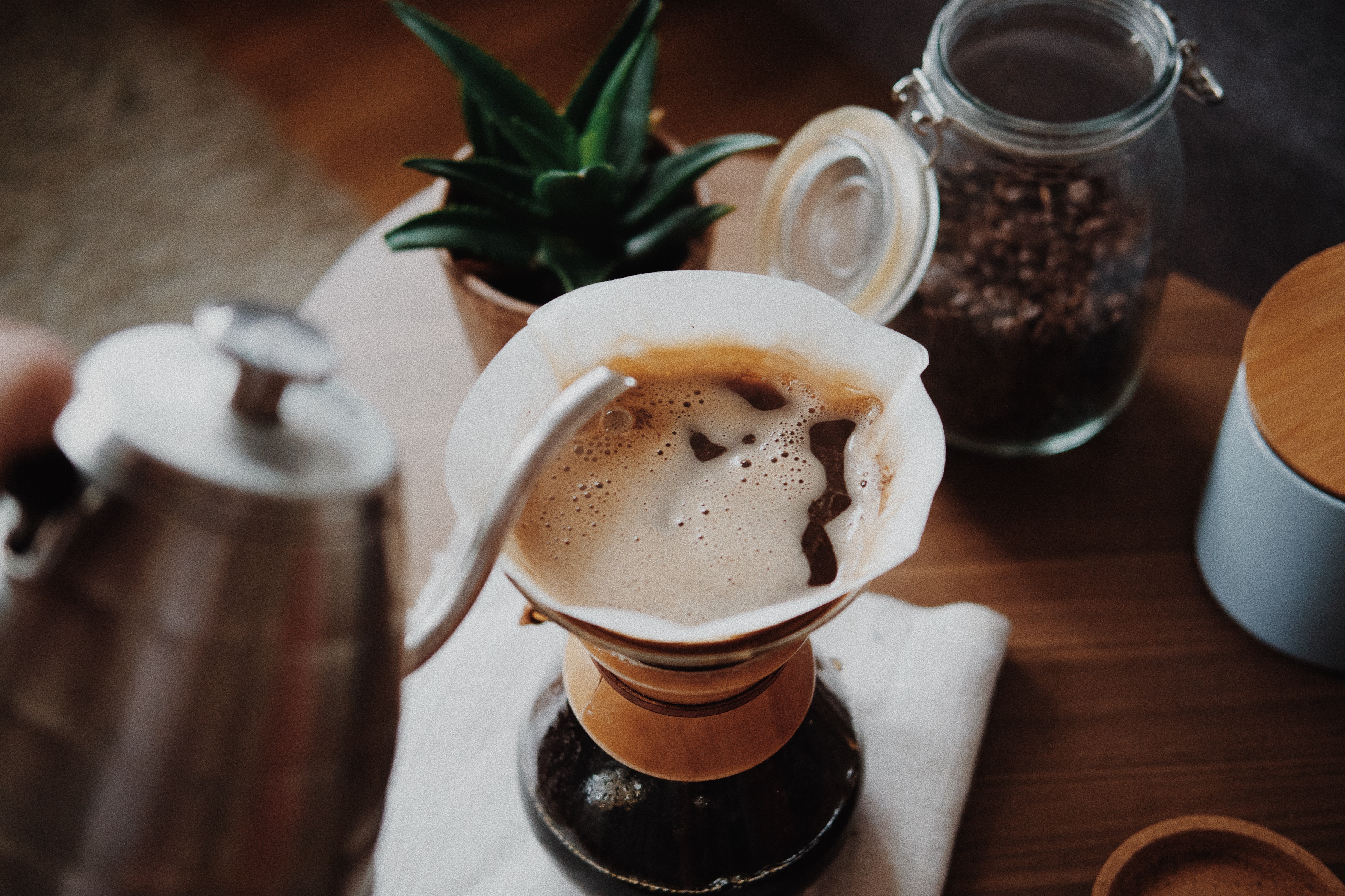 arabica